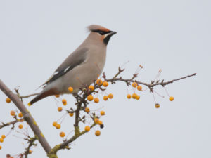 pestvogel-img_5826-2