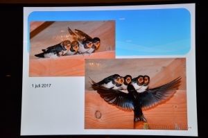 Robert Westerhof, Boerenzwaluwen