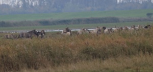Lauwersmeer 1