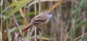 Lauwersmeer 2