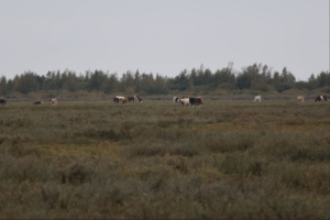 Lauwersmeer 3