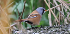 Lauwersmeer 6