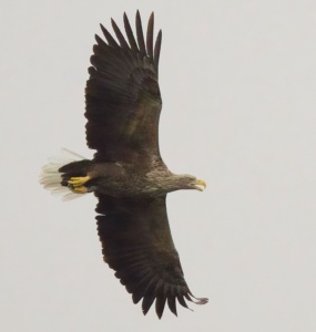 Lauwersmeer 7