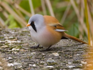 Lauwersmeer 8