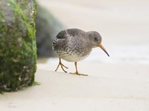 paarse strandloper 2